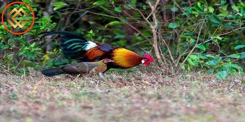 Giới thiệu về gà rừng saipan