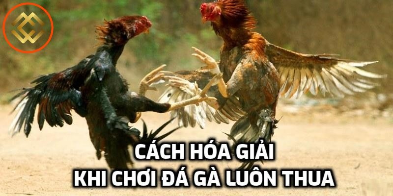 Tại sao đá gà trên mạng luôn thua và cách khắc phục chi tiết