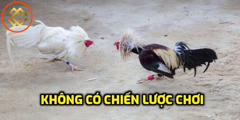 Không có chiến lược chơi rõ ràng